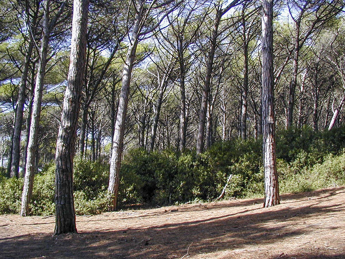 Pninienwald